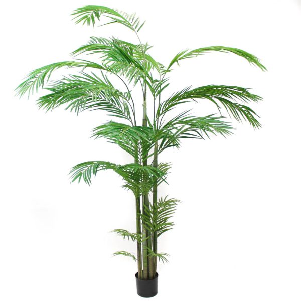 palmier areca